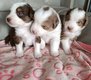 Magnifiques chiots Bergers Australiens élevés...