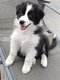 Chiots Bergers Australiens élevés en famille