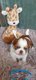 Shih-tzu bicolores