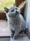 Chatons british Shorthair bleus