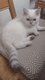 Chaton Scottish Straight
