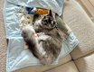 Femelle Maine Coon bleue tortie 14 mois à placer