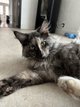 Femelle Maine Coon bleue tortie 14 mois à placer