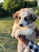 Femelle Border Collie [cherche] famille