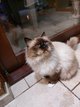 Chat à vendre sacré de Birmanie