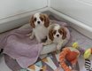 Cavalier King Charles pups