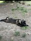 Chiot berger malinois à vendre