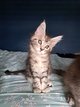 Chaton maine coon