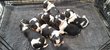 Chiots mâles King Charles tricolores