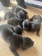 Magnifique dogue allemand