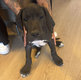 Magnifique dogue allemand