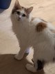 Une femelle Maine Coon croisée