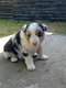 Magnifiques chiots Border Collie