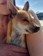 Chihuahua mâle 2ans disponible pour saillie