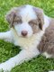 Berger australien pedigree