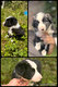 Chiots à vendre