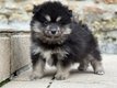 Magnifique pomsky