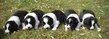 Chiots border collie lignée beauté à réserver...