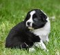 Chiots border collie lignée beauté à réserver...