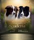 Chiots border collie lignée beauté à réserver