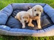 Magnifiques Chiots Golden Retriever à vendre