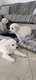Chiots Golden Retriever à vendre
