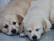 Magnifiques Chiots Golden Retriever à vendre