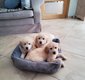 Magnifiques Chiots Golden Retriever à vendre