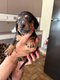 Teckels chiots à vendre