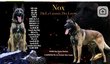 Chiot malinois