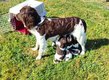 3 mâles Petit Munsterlander/Petit Epagneul de...