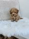 Superbe portée de Maltipoo