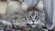 Chatte Maine coon à la retraite