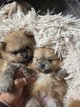Loulou de Poméranie, Pomeranien, Spitz nain nain