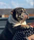 Bouledogues anglais trico bleu tan