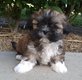 Magnifiques shih tzus