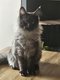 Maine coon