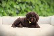 Lagotto Italiano Romagnolo, chiots hypa-allergique