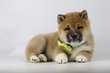 Shiba Inu chiots , elevage professionelle