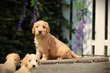 Cockapoo chiots