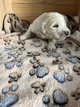 Chiots goldens clairs