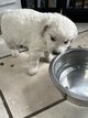 Chiot femelle golden retriever clair