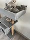 Chatons british