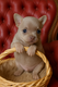 A réservée adorable bébé chihuahua