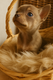 A réservée bébé chihuahua lavender yeux bleu