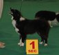 Border Collie à placer