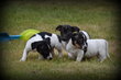 Chiots Jack Russell tricolor