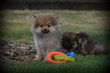 Chiots Spitz
