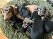 Chiot teckels nain noir feu