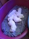 Chiots golden retriever